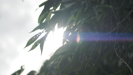 Sun-flaring-through-some-green-leaves
