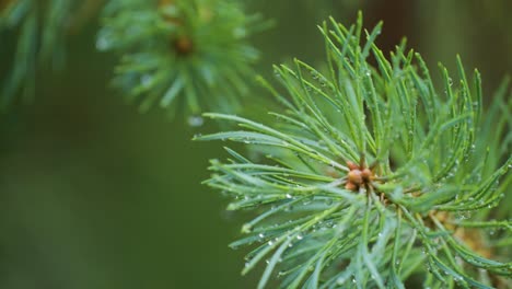 A-close-up-shot-of-the-pine-tree-branch-strewn-with-raindrops