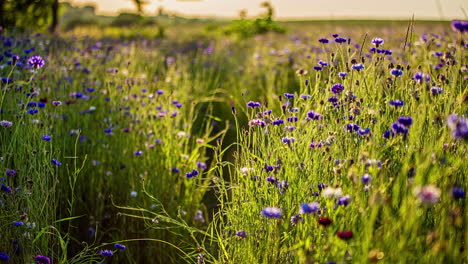 Close-up-shot-of-wild-blue-flowers-along-with-tall-grasses-on-a-sunny-day-in-timelapse