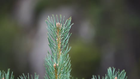 A-close-up-shot-of-the-pine-tree-top-strewn-with-raindrops