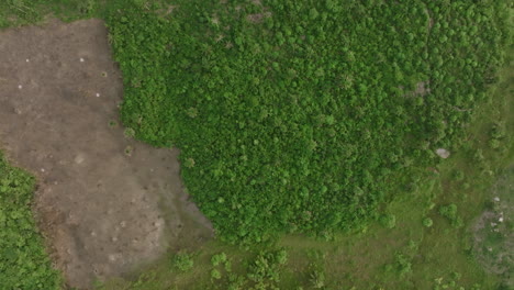 Luftaufnahmen-Von-Oben-Nach-Unten-Von-Brandflecken-Im-Wald-Und-Dschungel-In-Den-Ländlichen-Gebieten-Von-Sierra-Leone,-Wo-Menschen-Für-Kohle-Brennen