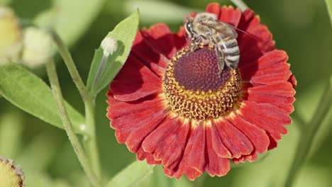 Super-Nahaufnahme-Einer-Biene,-Die-Nektar-Aus-Dem-Stempel-Einer-Blume-Sammelt