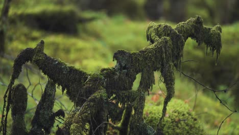 A-close-up-shot-of-the-moss-covered-tree-branches-on-the-blurry-background
