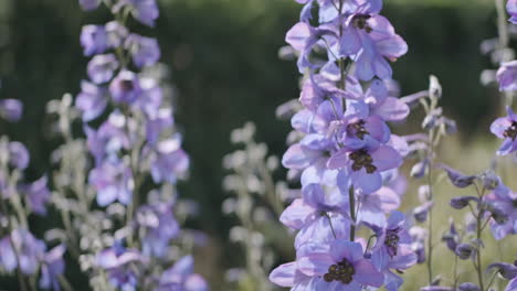 Close-up-of-purple-Larkspur-flowers