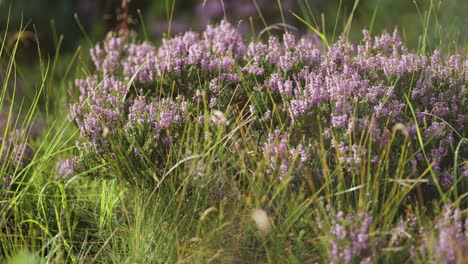 A-close-up-shot-of-the-delicate-pink-heather-flowers
