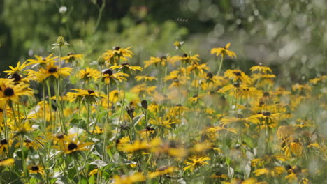 Tight-shot-of-a-growth-of-Yellow-black-eyed-Susan-flowers