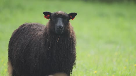 A-close-up-shot-of-the-black-wooly-sheep-on-the-lush-green-meadow