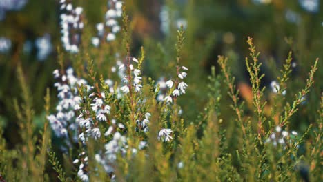 A-close-up-shot-of-the-delicate-white-heather-in-the-green-meadow