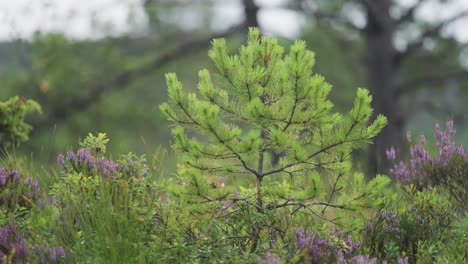 A-close-up-of-the-young-pine-tree-surrounded-by-heather-shrubs-with-colorful-pink-flowers