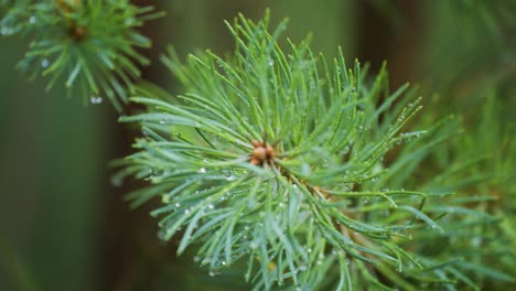 A-close-up-shot-of-the-pine-tree-branch-after-the-rain