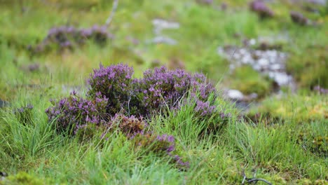 Ground-level-close-up-shot-of-the-pink-heather-shrub-in-the-nordic-landscape