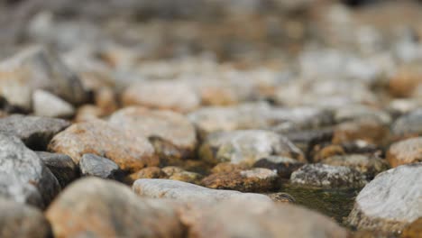 A-close-up-of-the-shallow-stream-flowing-slowly-on-the-rocky-riverbed