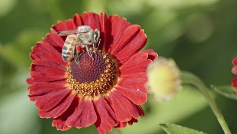 Nahaufnahme-Einer-Biene-In-Den-Blütenstempeln-Einer-Roten-Gerbera