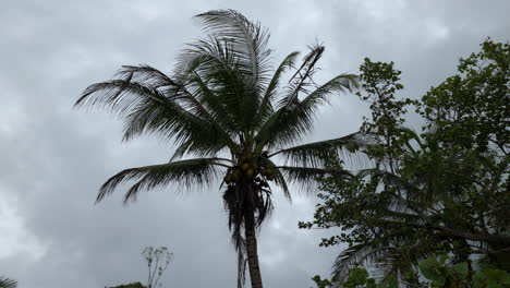 Handheld-low-angle-shot-of-the-silhouette-of-a-palm-tree-with-coconuts-on-a-cloudy-day-with-little-wind