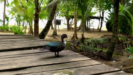 Colored-duck-on-a-wooden-bridge-looks-around-ant-then-pees