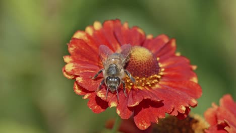 Super-close-up-view-of-a-bee-pollinating-a-red-flower-and-then-flying-away