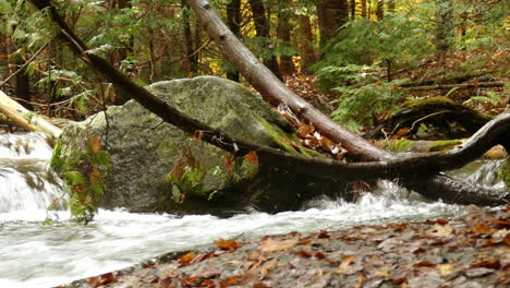 Water-flowing-across-the-forest-floor-forming-a-strong-stream-amongst-boulders-and-fallen-trees