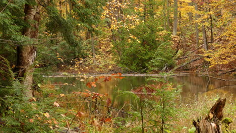 Schöne-Herbstlandschaft-An-Einem-See-Im-Wald,-Ein-Reiher-Steht-Ruhig-Im-Wasser