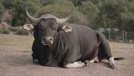 Eine-Nahaufnahme-Eines-Schwarzen-Büffels,-Der-Im-West-Midlands-Safari-Park,-England,-Auf-Dem-Boden-Sitzt