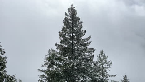 Coniferous-Trees-With-Snow-During-Mt-Storm-King-Hike-In-Washington-USA---wide