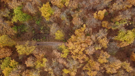 Dog-Walking-in-Autumn-Forest-Drone-Shot