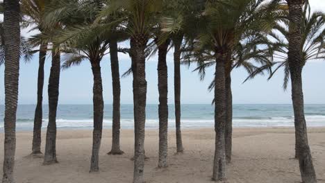 Aerial-Push-In-dolly-shot-on-palm-trees-in-Mediterranean-sandy-beach