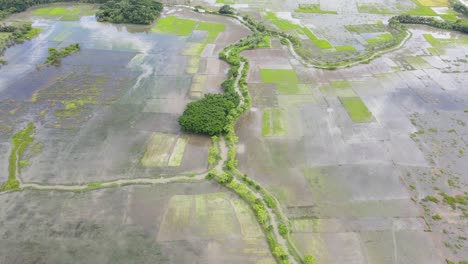 Tierra-Agrícola-Inundada-En-Bangladesh