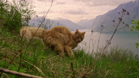 Fluffy-orange-cat-walks-on-grass-towards-camera-at-Majestic-wilderness-landscape,-Lake-surrounded-by-mountians