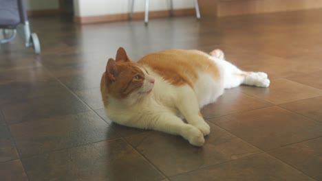Big-orange-house-cat-laying-on-floor-inside-of-house