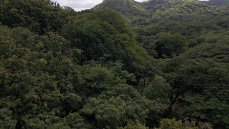 Aufsteigende-Luftaufnahme-über-Der-Spitze-Von-Sehr-Grünen,-üppigen-Bäumen-In-Der-Provinz-Guanacaste,-Costa-Rica
