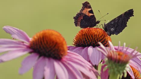 two-Small-Tortoiseshell-Butterflies-Pollinating-In-Purple-Coneflower