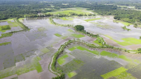 Campo-De-Arroz-Inundado-En-Bangladesh