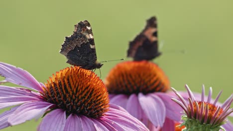two-Small-Tortoiseshell-Butterflies-Pollinating-In-orange-Coneflower
