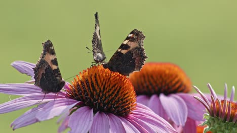 two-Small-Tortoiseshell-Butterflies-Pollinating-In-orange-Coneflower-while-third-one-flies-by