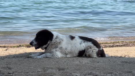 Spotted-stray-dog-on-the-beach-lying-on-the-sand-in-the-shade
