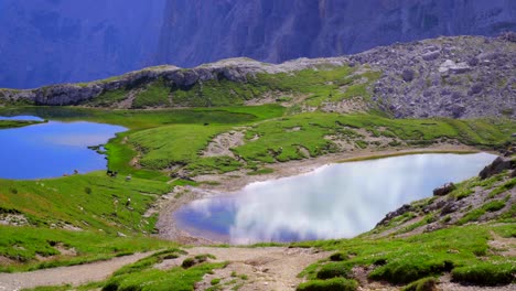 Kamerafahrt-über-Eine-Grüne-Berglandschaft-Mit-Zwei-Wunderschönen-Blauen-Bergseen-Und-Grasenden-Kühen