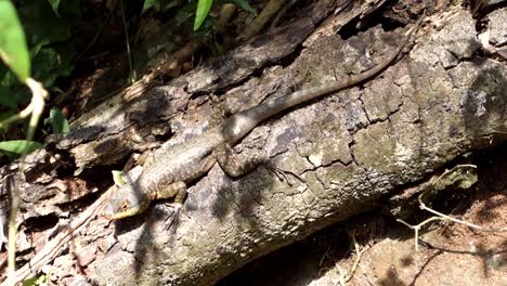 Lizard-specimen-found-in-the-Atlantic-Forest-in-Brazil,-camouflaged-over-a-trunk