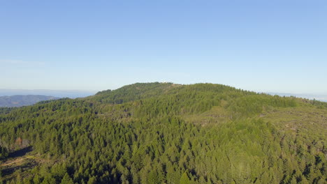 Nadelwaldbäume-In-Mount-Tamalpais-In-Marin-County,-Kalifornien,-Vereinigte-Staaten