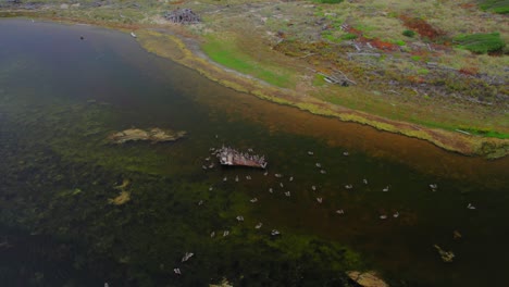 Luftaufnahme-Einer-Großen-Herde-Schwimmender-Vögel-Im-See-Bei-Sonnenuntergang