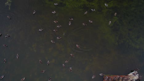 Top-view-drone-shot-of-ducks-swimming-in-the-swamp-at-San-Gregorio-State-Beach-in-California,-United-States