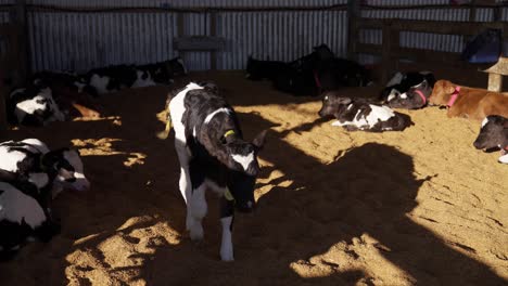 Calf-walking-on-sawdust-floor-inside-barn-with-sunshine,-slow-motion