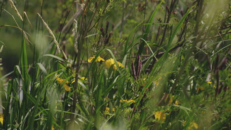 Hierba-Verde-Y-Flores-Silvestres-En-La-Orilla-Del-Río-Durante-El-Día-Soleado