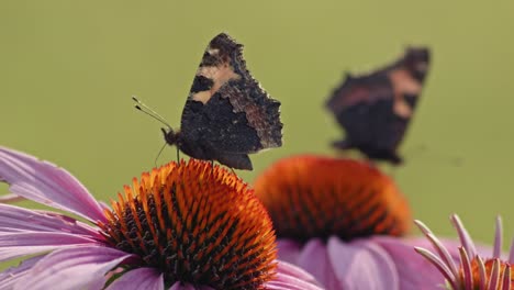 Kleine-Schildpatt-Schmetterlinge,-Die-Nektar-Aus-Dem-Kopf-Des-Sonnenhuts-Saugen