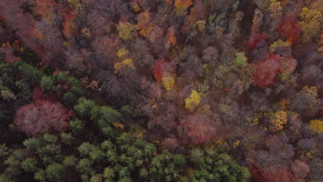 Autumn-Forest-Drone-shot-Video
