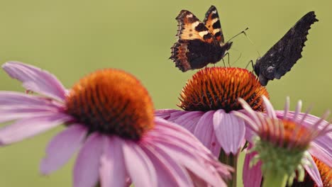 Pequeñas-Mariposas-De-Carey-Bebiendo-Néctar-De-Echinacea-Purpurea