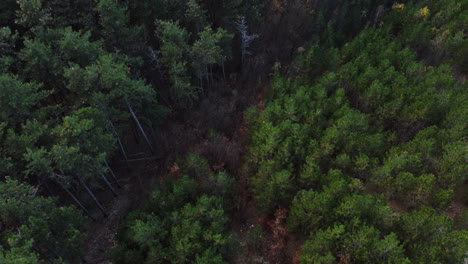 Green-Pine-Forest-Drone-Shot-Flying