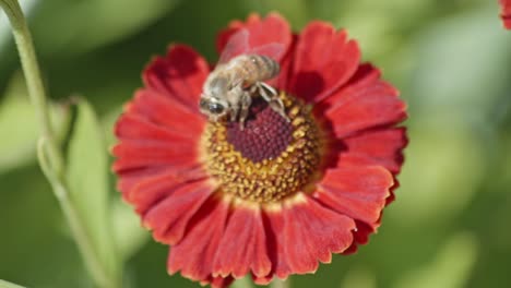 Nahaufnahme-Einer-Biene-In-Den-Blütenstempeln-Einer-Roten-Gerbera