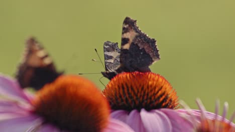Purpur-Sonnenhut-Feld-Mit-Hockenden-Kleinen-Schildpatt-Schmetterlingen
