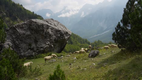 Schafe-Grasen-Auf-Einer-Almwiese,-Umgeben-Von-Hohen-Felsigen-Bergen-Und-Waldbäumen