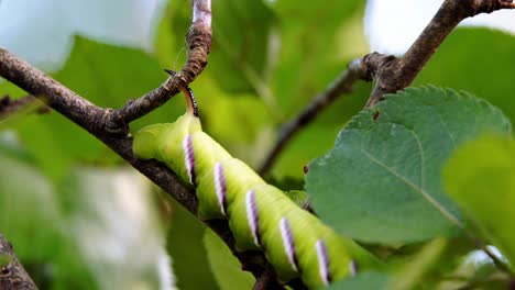 Privet-hawk-moth-caterpillar-crawling-along-a-tree-branch-in-the-wilderness